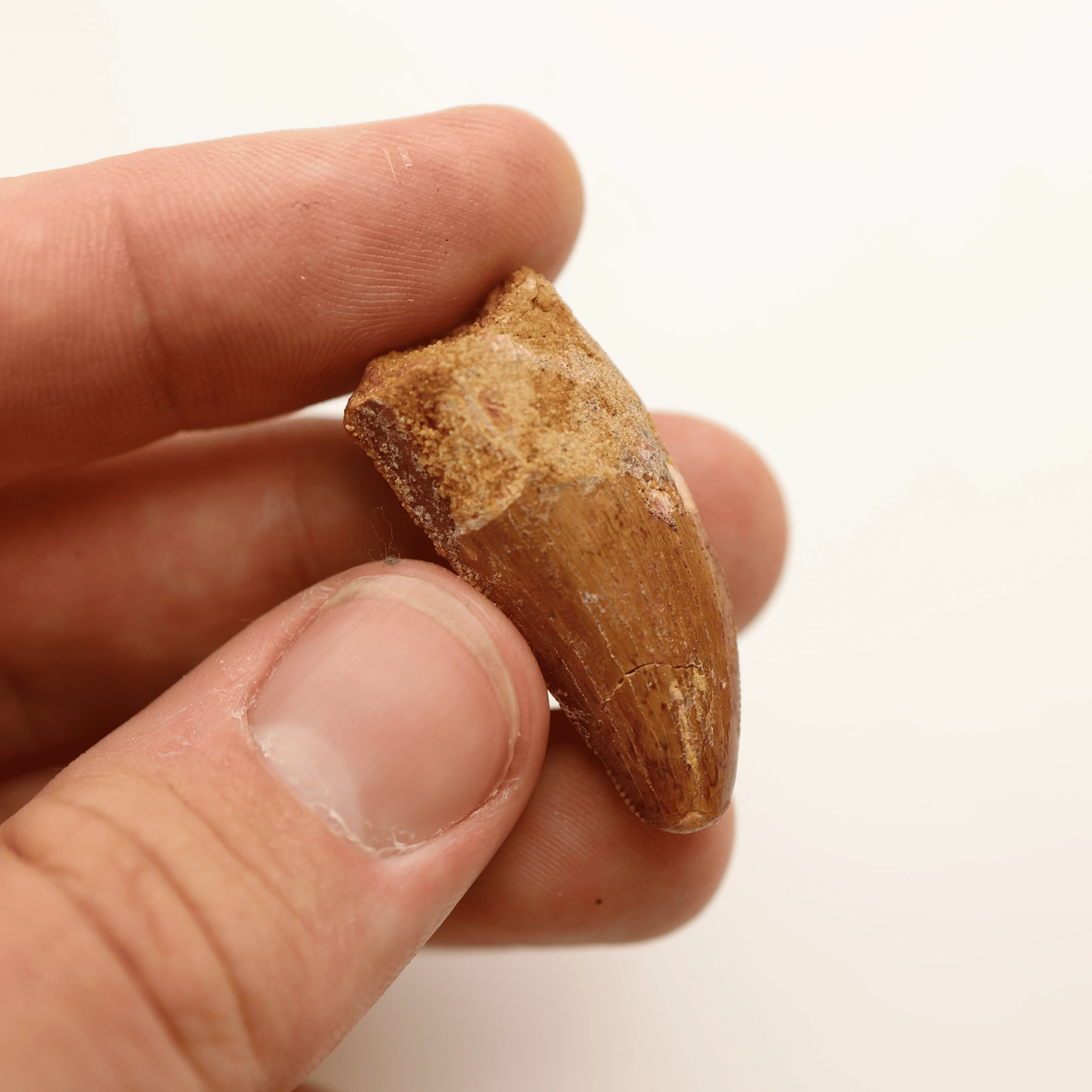 Carcharodontosaurus Tooth | Cretaceous Period - Image 6