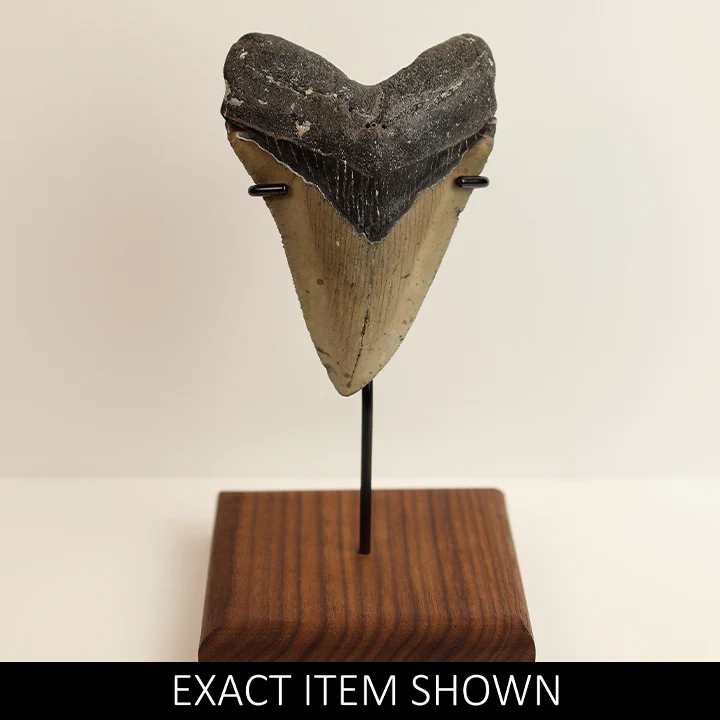 Large Megalodon Tooth - 4.0 inches / 10.18 cm