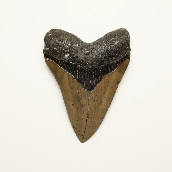 Large Megalodon Tooth - 4.0 inches / 10.18 cm - Image 2