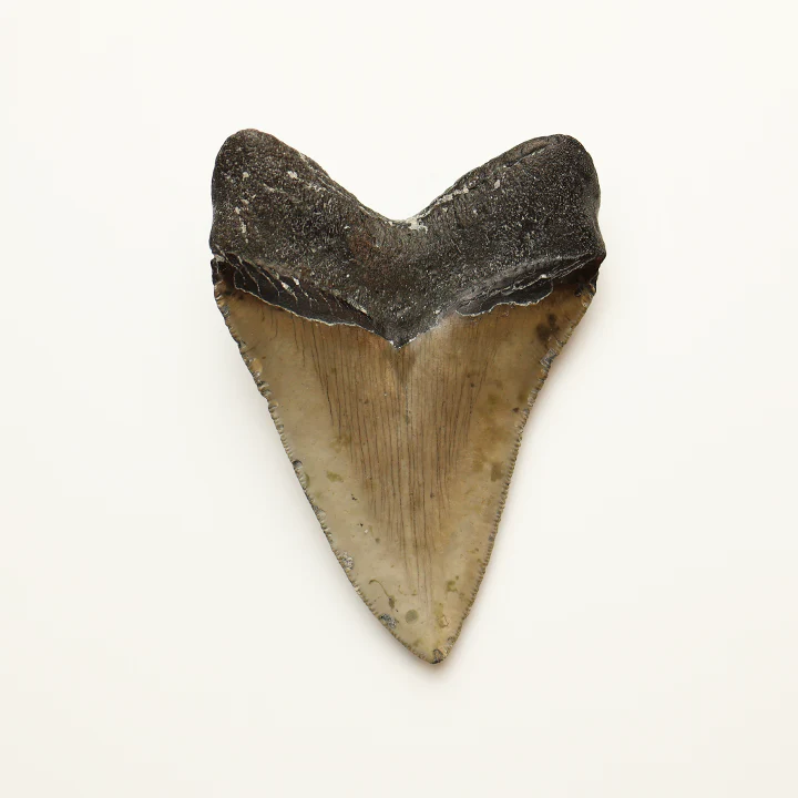 Large Megalodon Tooth - 4.0 inches / 10.18 cm - Image 3