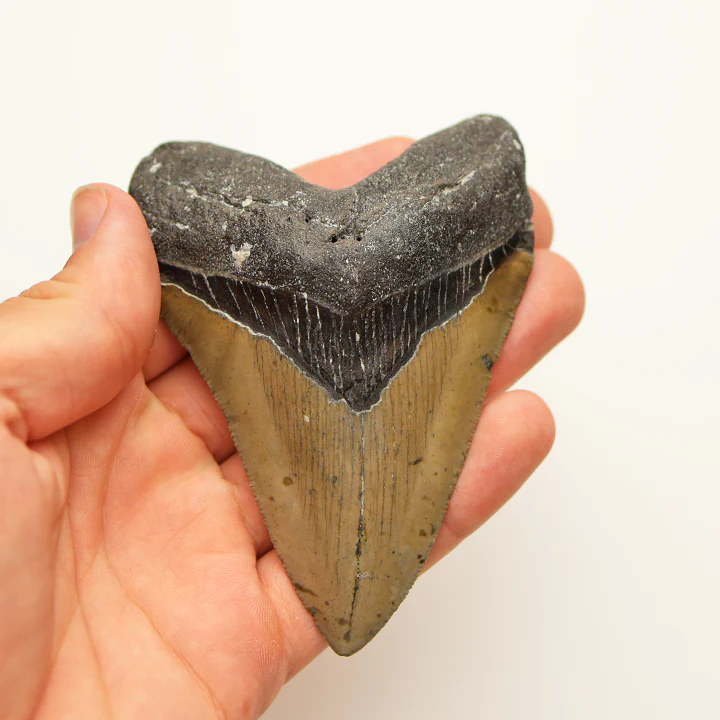Large Megalodon Tooth - 4.0 inches / 10.18 cm - Image 4