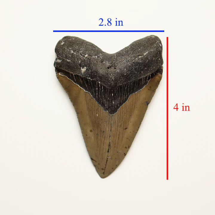 Large Megalodon Tooth - 4.0 inches / 10.18 cm - Image 5