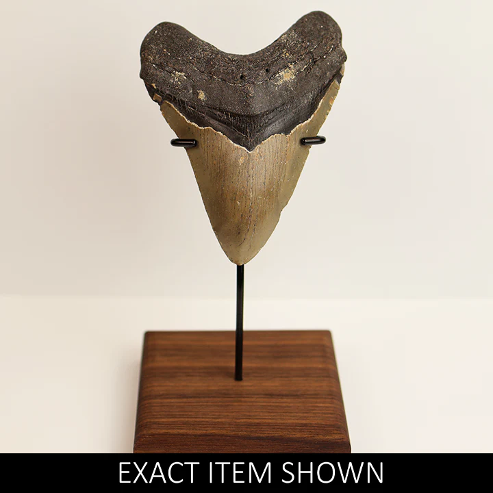 Large Megalodon Tooth - 4.0 in / 10.16 cm