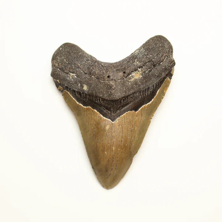 Large Megalodon Tooth - 4.0 in / 10.16 cm - Image 2