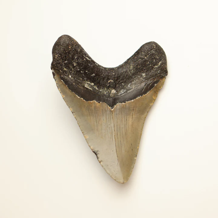 Large Megalodon Tooth - 4.0 in / 10.16 cm - Image 3