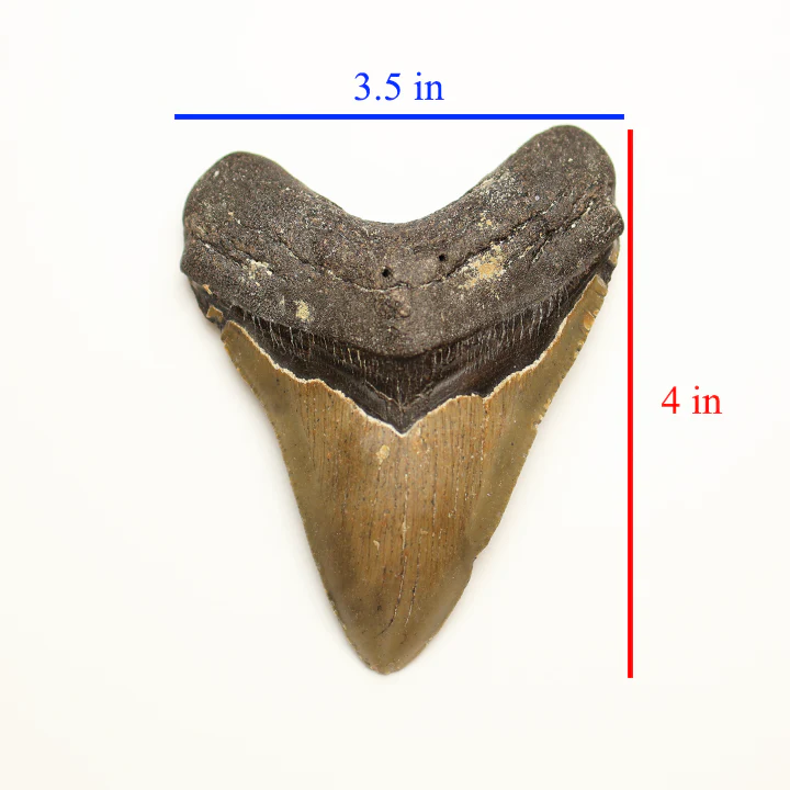 Large Megalodon Tooth - 4.0 in / 10.16 cm - Image 5