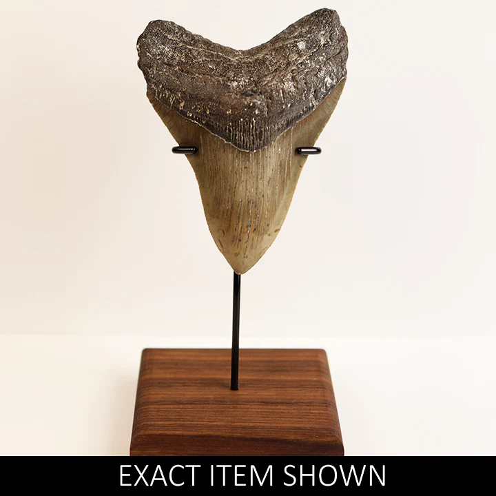 Large Megalodon Tooth - 4.5 in / 11.5 cm