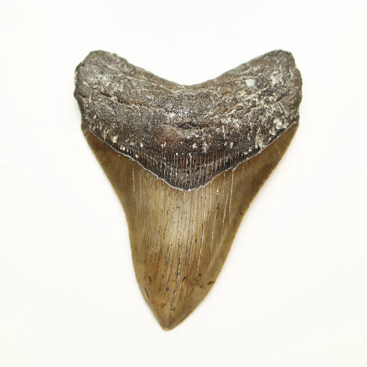 Large Megalodon Tooth - 4.5 in / 11.5 cm - Image 2