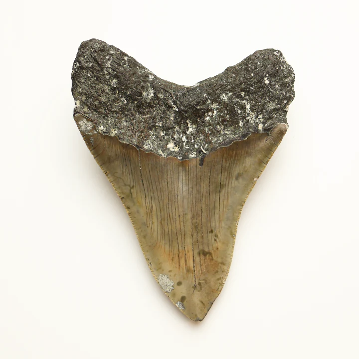 Large Megalodon Tooth - 4.5 in / 11.5 cm - Image 3