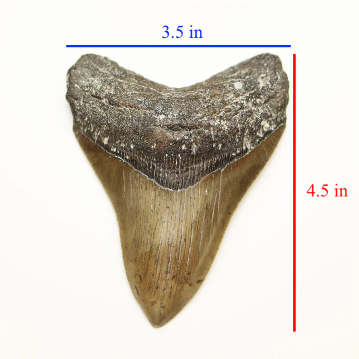 Large Megalodon Tooth - 4.5 in / 11.5 cm - Image 4