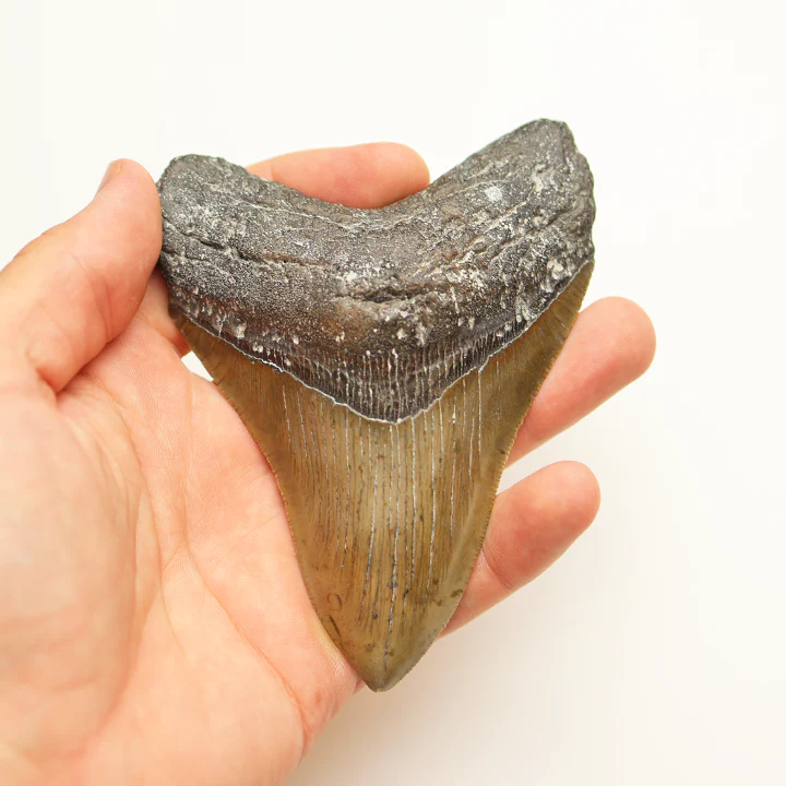 Large Megalodon Tooth - 4.5 in / 11.5 cm - Image 5