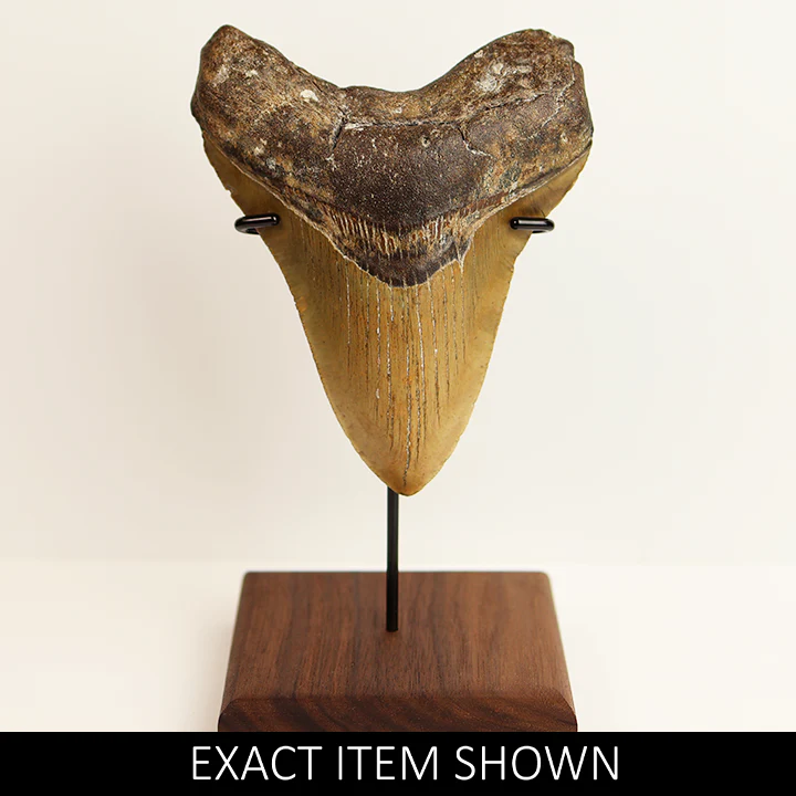 Large Megalodon Tooth - 4.75 in / 12cm