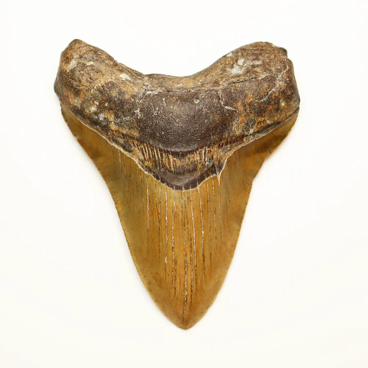 Large Megalodon Tooth - 4.75 in / 12cm - Image 2