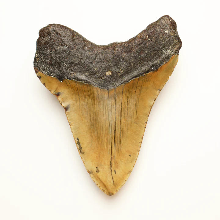 Large Megalodon Tooth - 4.75 in / 12cm - Image 3