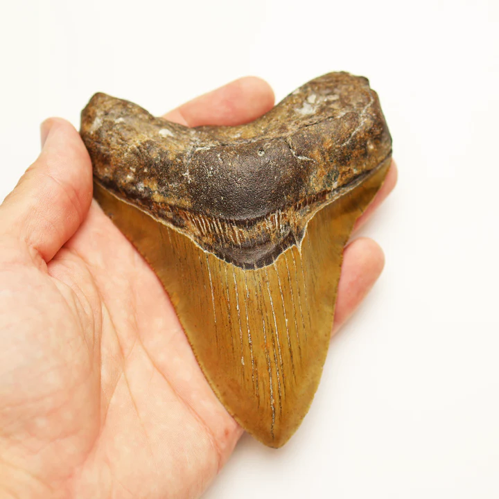 Large Megalodon Tooth - 4.75 in / 12cm - Image 4