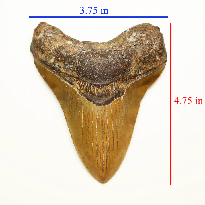Large Megalodon Tooth - 4.75 in / 12cm - Image 5