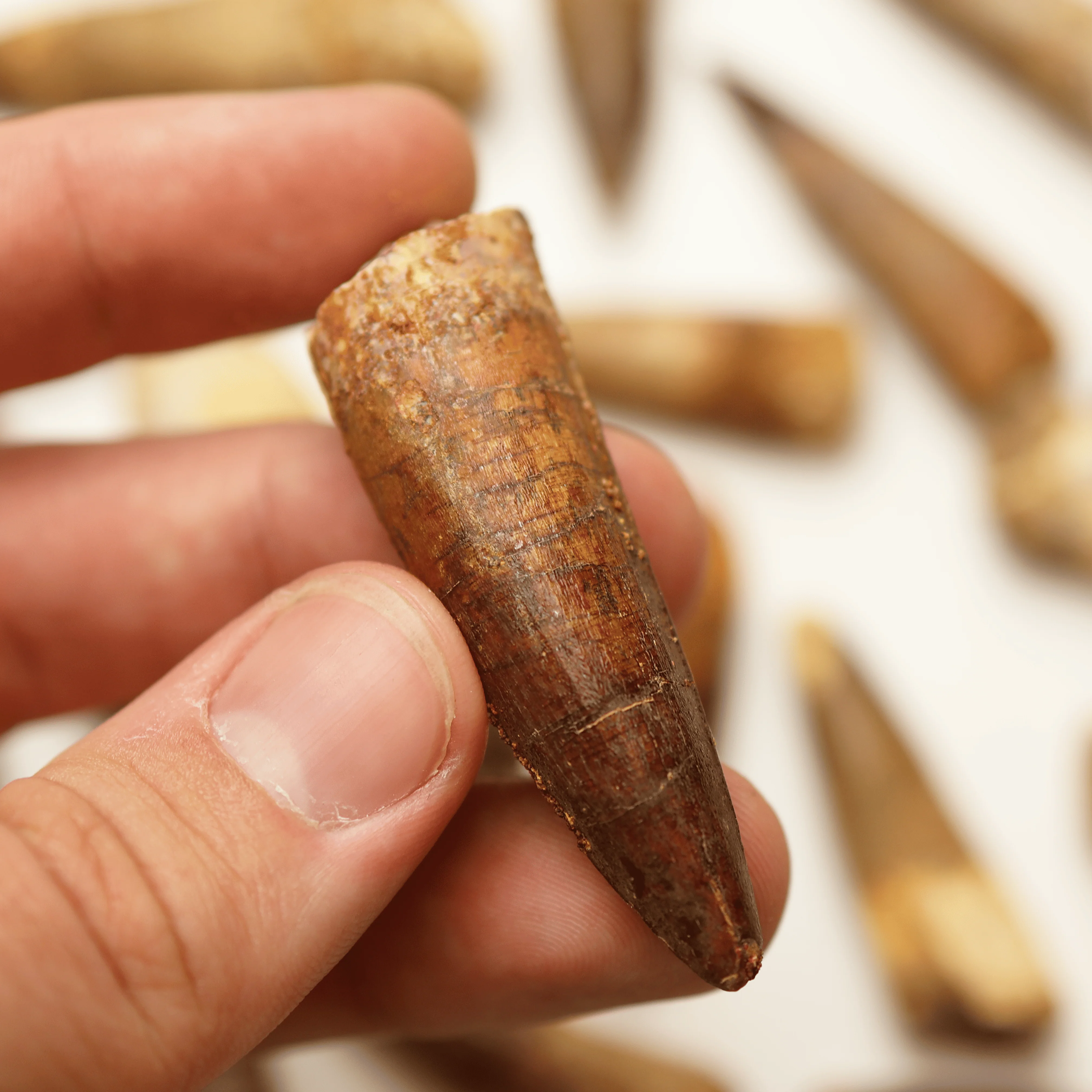 Spinosaurus Tooth | Cretaceous Period - Image 5