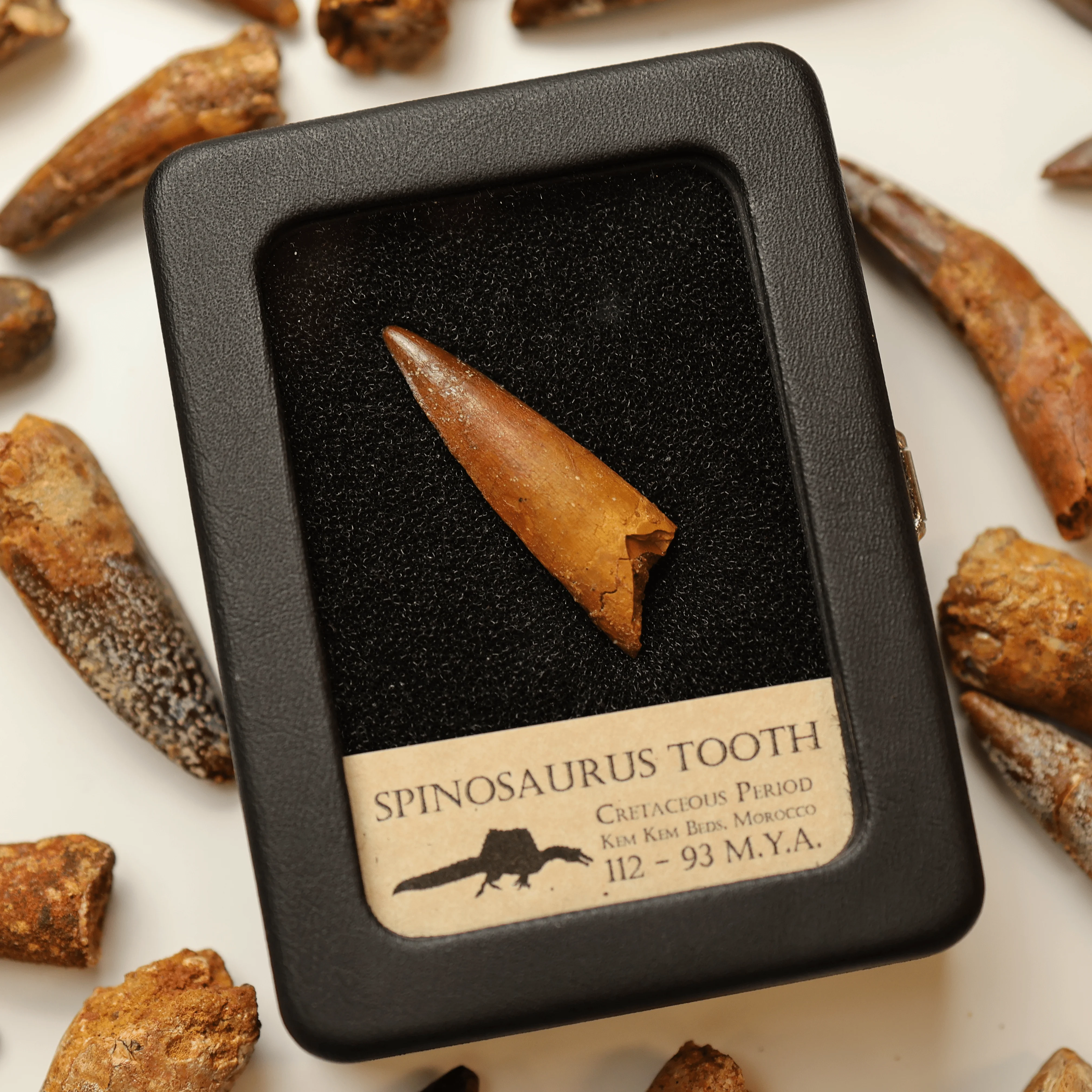 Spinosaurus Tooth (2.0-3.5 cm) | Cretaceous Period - Image 3
