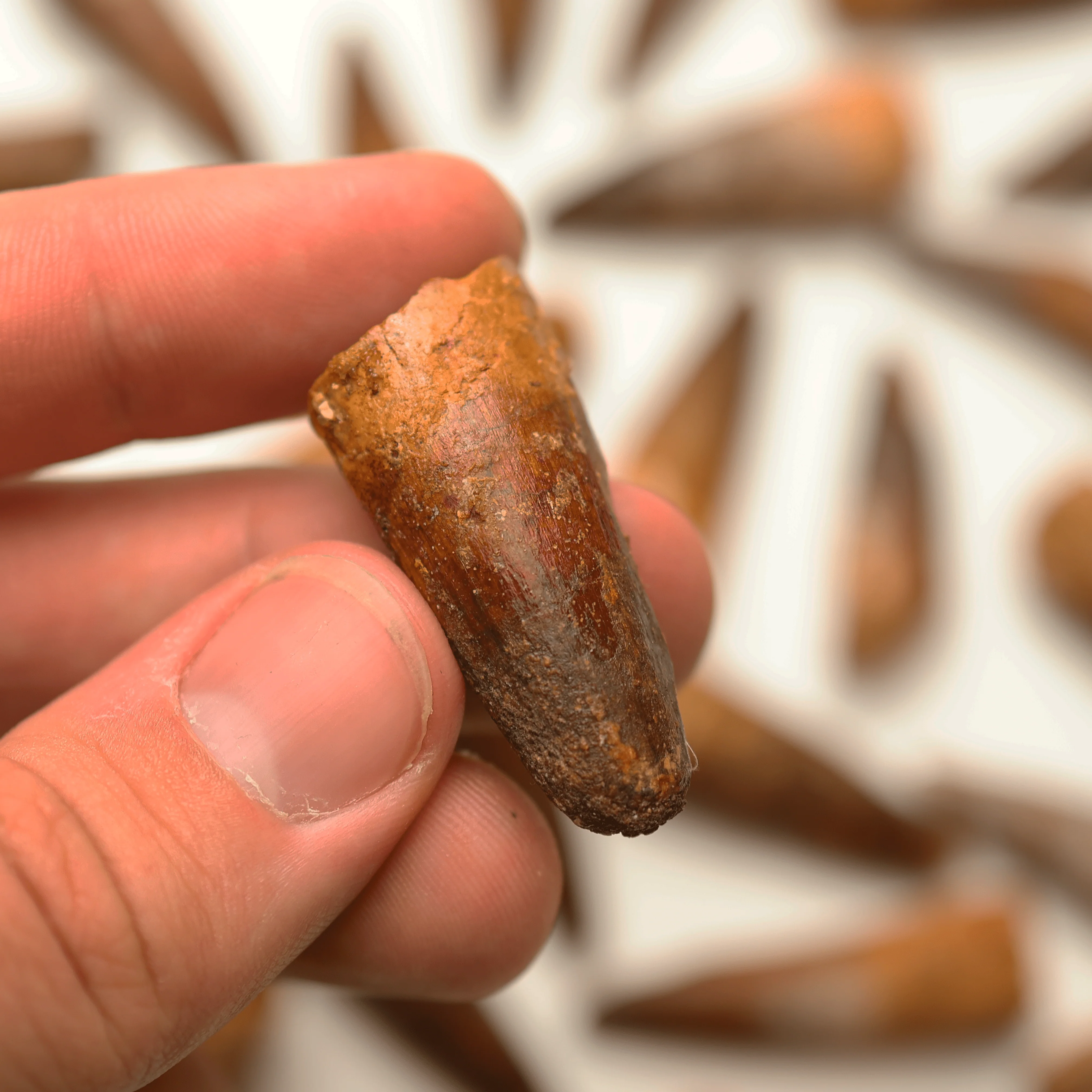Spinosaurus Tooth (2.0-3.5 cm) | Cretaceous Period - Image 5